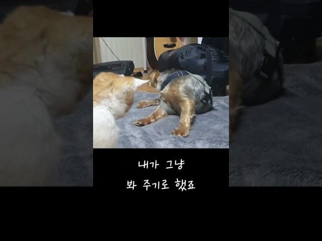 강아지와 고양이 첫 만남. 짜증을 참지 못한 강아지는 결국..