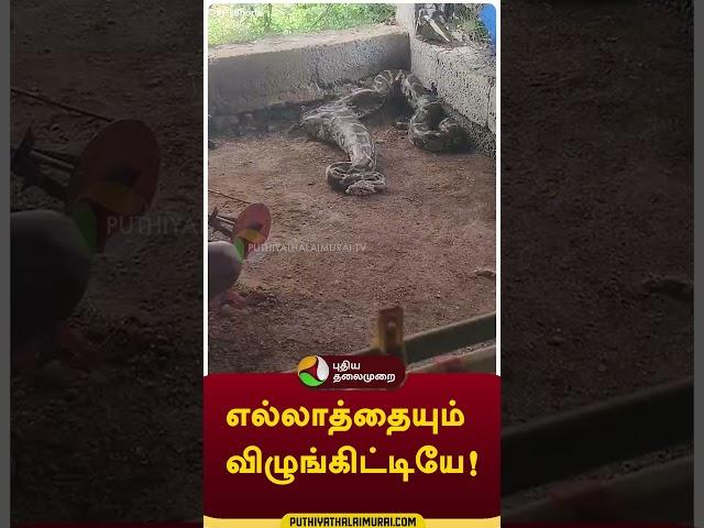 எல்லாத்தையும் விழுங்கிட்டியே! #shorts #vellore