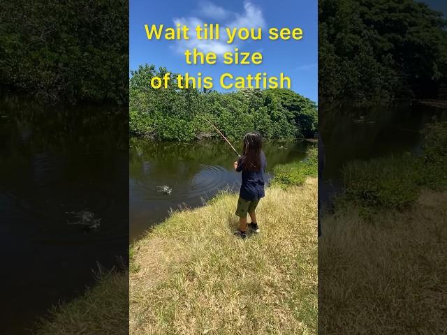 HUGE Catfish using chicken nuggets  #fishing #shorts #freshwaterfishing #catfish #hawaii