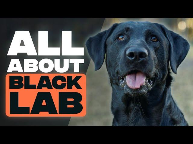 Black Labrador - A Brief Guide to Black Labrador Retrievers