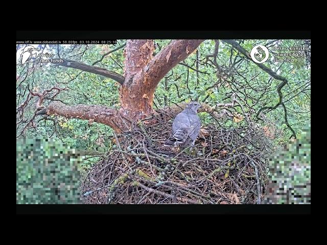 Goshawks Riga/BKUS 🪶 Des Goshawk Nachbarn Jay, Krähe & Specht