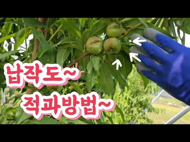 납작거반도 ~수확 많이하는 방법 알려드려요