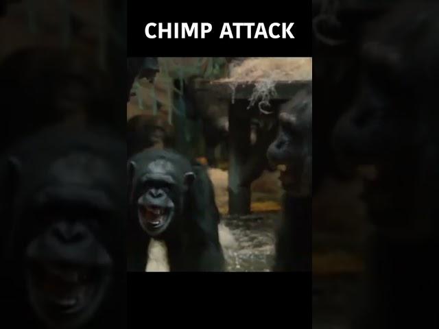 Terrifying Chimp Attack! | #SHORTS | Nature Bites