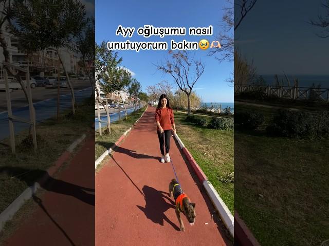 Oy canım oğluşum özür dilerim 🫶 #köpek #reels #shorts