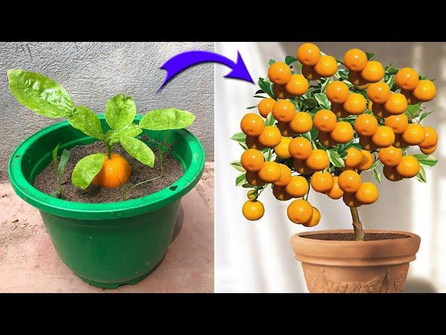 I was very surprised to propagate kumquat this way | Relax Garden