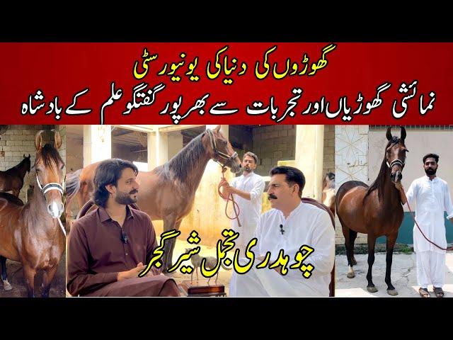 Exclusive interview A Real horse man Ch Tajamal Shar Gujjar Gujrat | Most beautiful desi mares colt