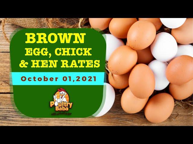 Today Brown Chick Brown Egg & Brown Layer rates in Pakistan | Poultry Baba |01-Oct-2021|