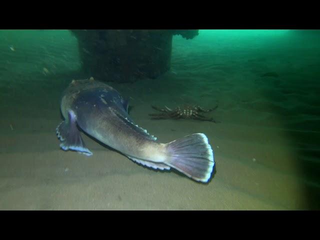 Stargazer fish buries itself