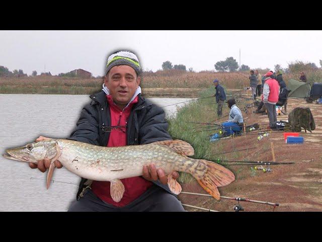 Pecanje štuke na kedera na jezeru Grgeč - Takmičenje - Žitište Vojvodina | Fishing pike in Serbia 2