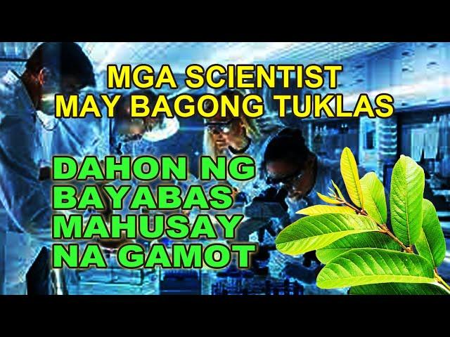 DAHON NG BAYABAS NATUKLASAN NG MGA EKSPERTO NA NAKAKAPAGPAGALING NG MARAMING KLASENG KARAMDAMAN