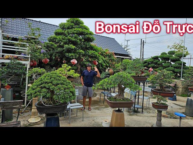 Zalo_0918788676: Bonsai chuyên sâu và chia sẽ kinh nghiệm chơi cây của anh Trực ở Cần Thơ