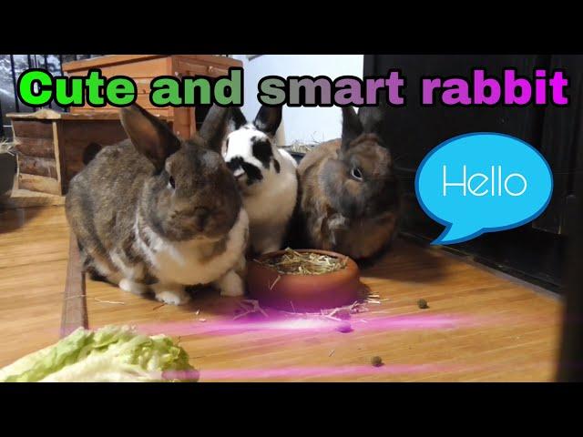 Watch the nature to make you relax Cute and smart rabbits. Happiness living. Rabbit’s life