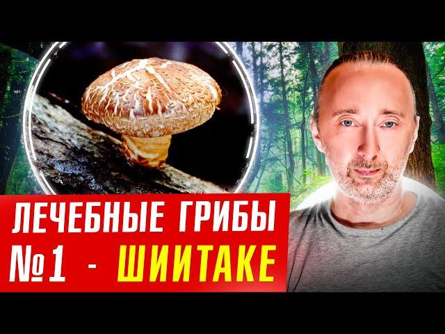 ШИИТАКЕ: этот ГРИБ лечит сотни болезней тысячи лет!