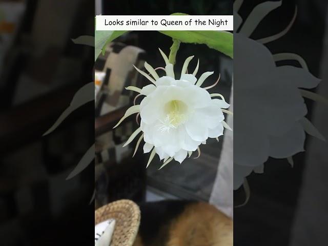 SEE - The Gorgeous Dragon Fruit Flower!