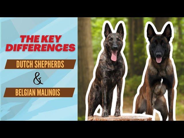 The key differences between Dutch Shepherds and Belgian Malinois