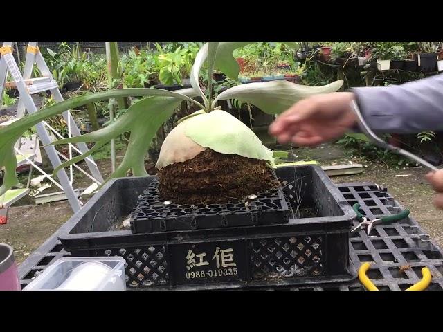 #鹿角蕨拆側芽 #鹿角蕨拆芽 《植株名稱》 P. White Monkey 白猴鹿角蕨 20230928-4 母株 #白猴 #WhiteMonkey