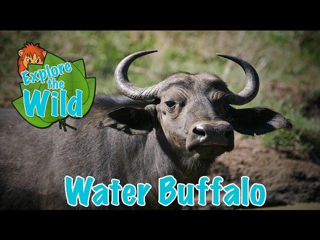 Water Buffalo on Explore the Wild