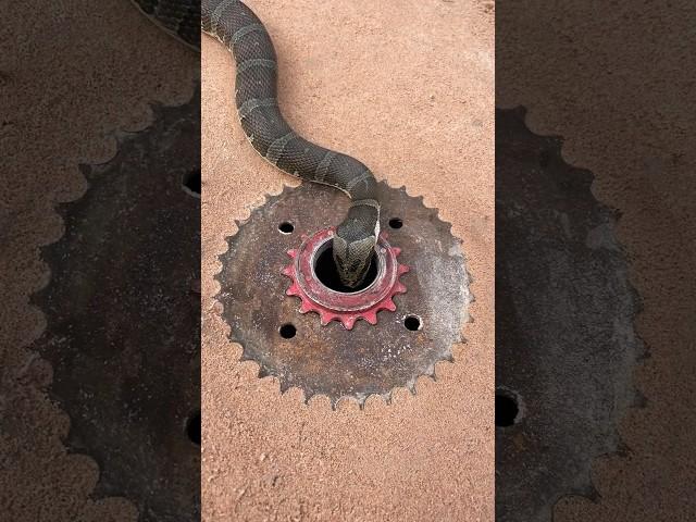 Easy Snake Trap using Steel & hole #creativesnaketrap #buildsnaketrap
