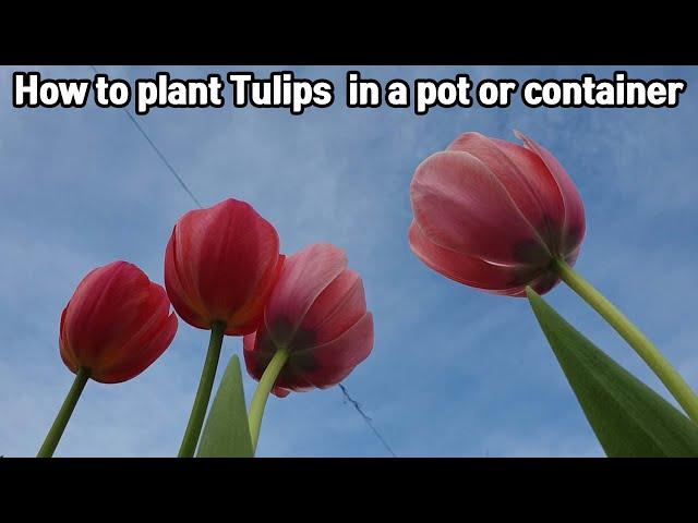 How to plant Tulips bulbs in a pot or container