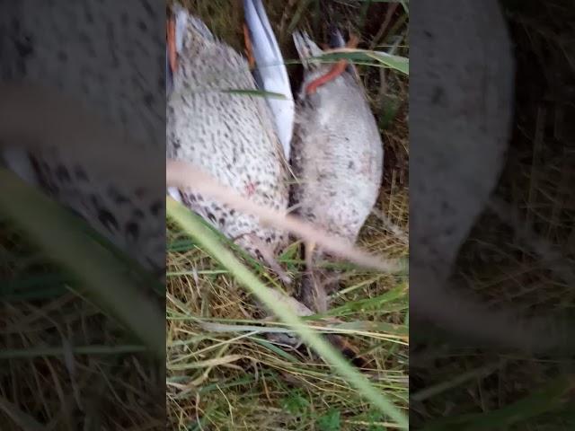 Охота на утку с собакой 2019