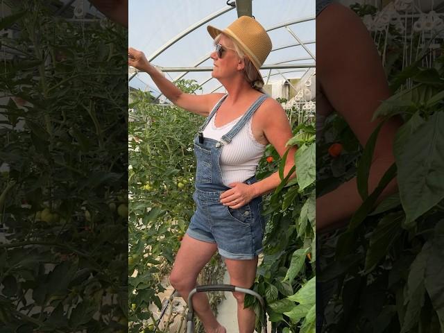 Finish pollinating. Trellis, Lean & Lower Tomatoes  #gardening #hydroponics #tomato #homegrown