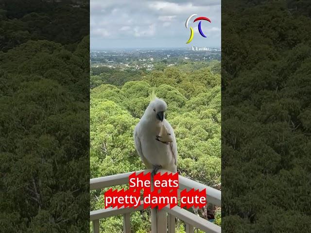 When A Cockatoo Eats So Pleasantly Cute!