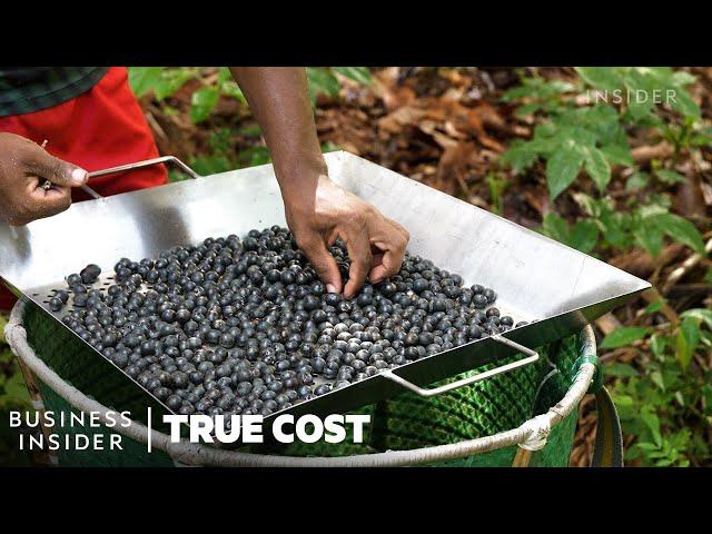 Why People Risk Their Lives To Harvest Açaí | True Cost | Business Insider