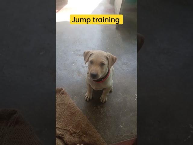 என்னடா நீ இப்படி எல்லாம் பன்ற #aj #dog #googledog #doglover #google #dogtraining