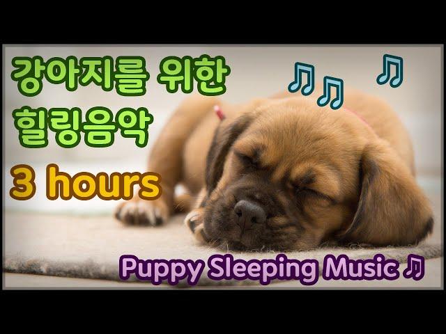 강아지가 보는 유튜브, 강아지 힐링음악, 휴식과 수면을 위한 음악입니다  - Puppy Sleeping Music  (3 hours of continuous playback)