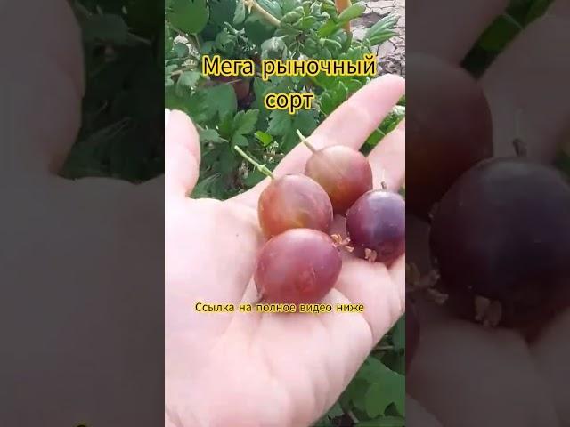 Супер рыночный сорт крыжовника