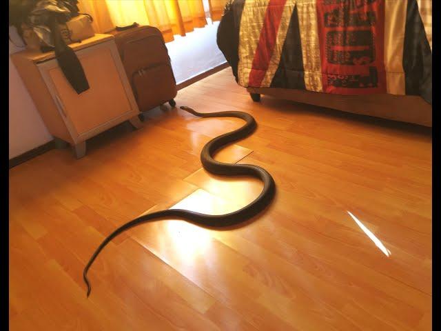 BLACK MAMBA SLITHERS THROUGH DURBAN HOME!