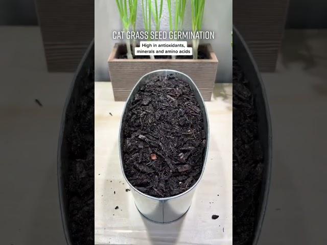 How to Grow Cat Grass from Seed
