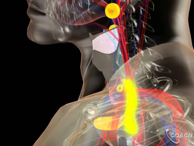 Anatomy of the Thyroid and Parathyroid Glands