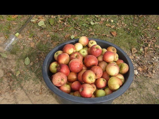 Can You Make Your Own Apple Cider? // Almabor (almaecet) készítés otthon