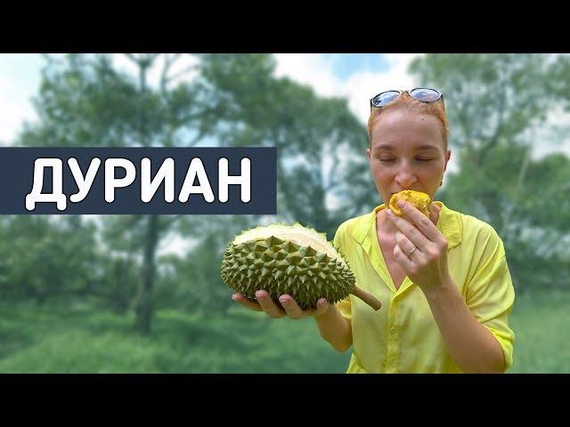 Как растет король фруктов. Дуриановый рай!