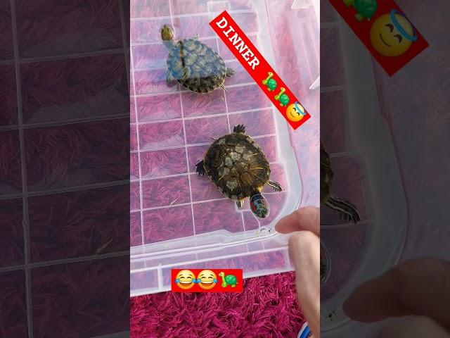 Akşam Yemeği  #turtles #kaplumbağalar