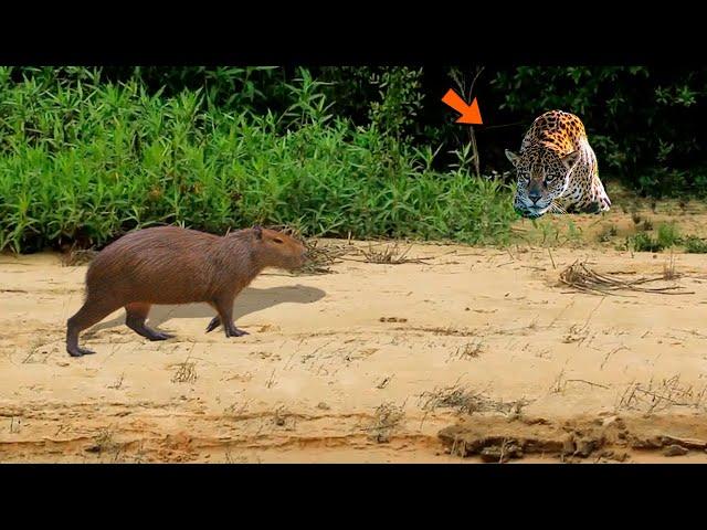 INCREDIBLE CAPYVAR WALKS DIRECTLY TO DEATH.