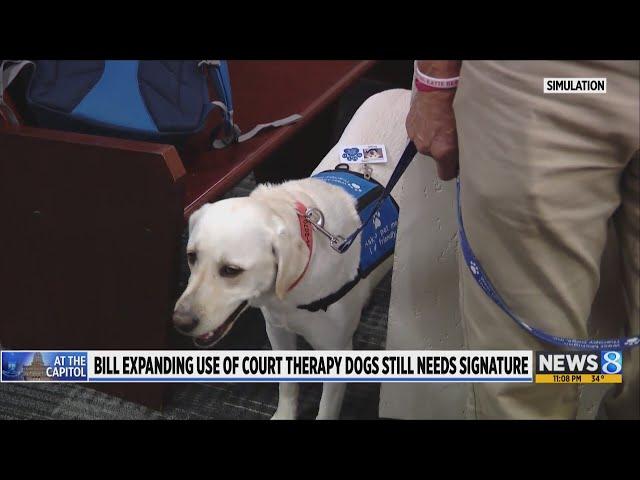 Bill to broaden use of therapy dogs in courtrooms heads to governor’s desk