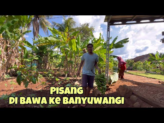 Tebang Pisang Janten Yu Git di bawa Pulang Ke Banyuwangi ‼️bajidot lampung