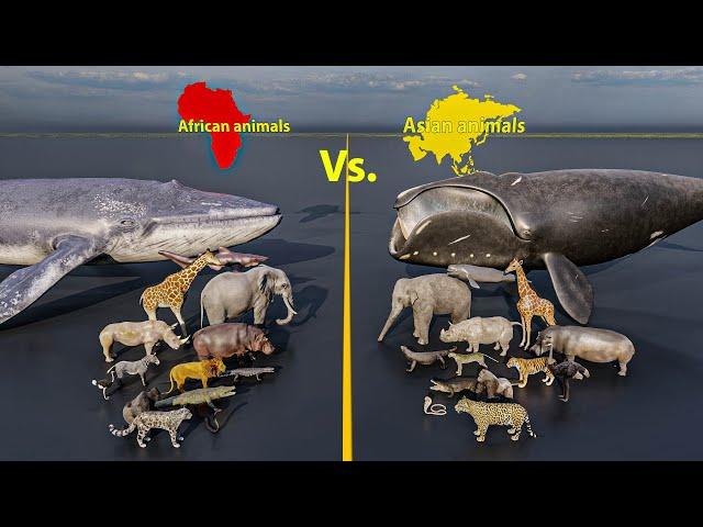 Size comparison : African animals Vs  Asian animals | 3D Animation