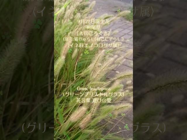 令和6年9月21日誕生花  狗尾草[ｴﾉｺﾛｸﾞｻ](別名:猫じゃらし[ﾈｺｼﾞｬﾗｼ])〈イネ科エノコログサ属〉green bristlegrass(グリーンブリストルグラス)花言葉:遊びの愛