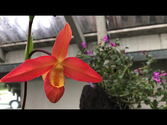 Welcome to Emerald City Orchids