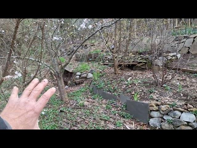 phat ninja foodforest swale system