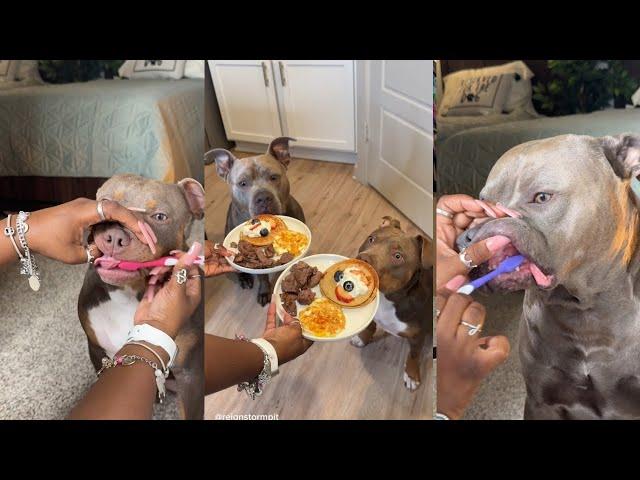 Dog Morning Routine, Moisturizing And Cooking Breakfast