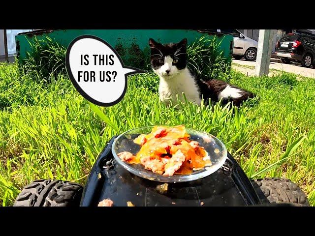 Feeding Stray Cats with RC Car