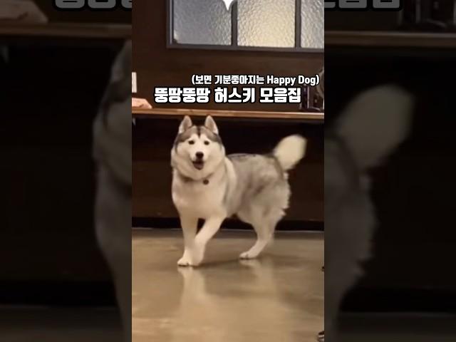 뚱땅뚱땅 걷는 허스키 모음집 (보면 기분좋아지는 Happy Dog)