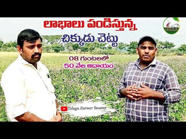 ||చిక్కుడు సాగులో అధిక లాభాలు|| Broad beans farming|| Telugu Farmer Swamy||