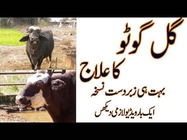 Gal Ghoto Ka Ilaj |Gal Ghotu / Heamorrhagic Septicaemia Disease Treatment In Cows And Buffaoles