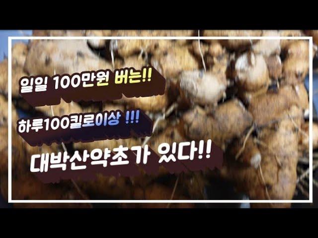 하루 100만원두 벌수있는 겨울철 대박산약초가 있다(?)!! 자연약초인 금산이 알려주는 겨울철 산약초로 큰돈버는 팁!!  정력기능향상.면역력증강.중금속배출.혈류장애에 좋은 산약초.