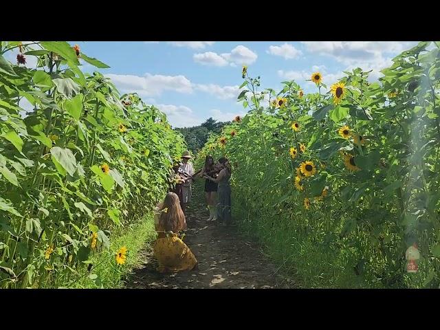 Sunflower Serenade on a summer's day